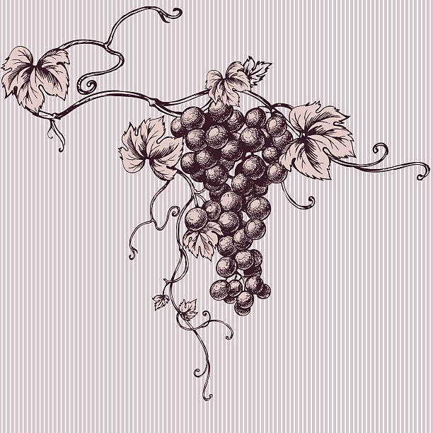 Grapes vector art illustration