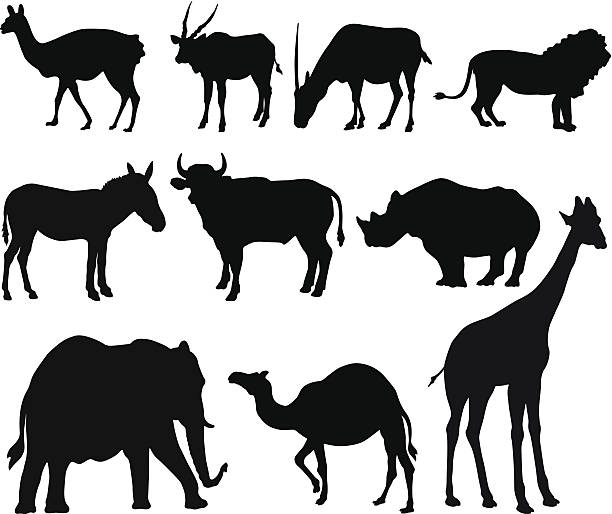 Safari Animals Stock Illustration - Download Image Now - Animal, Animal  Wildlife, Black Color - iStock