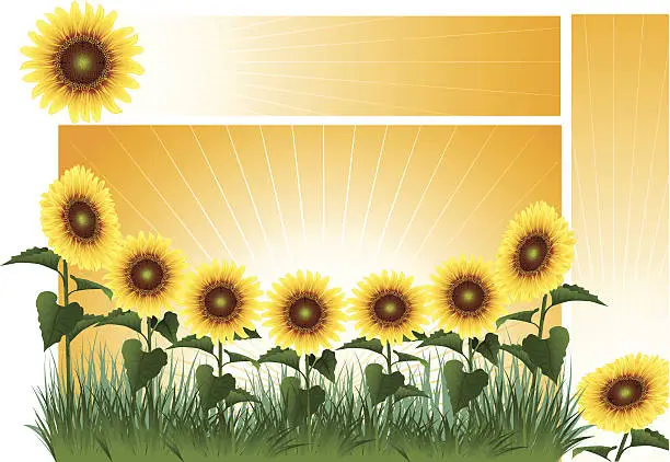 Vector illustration of Sunflower Banner