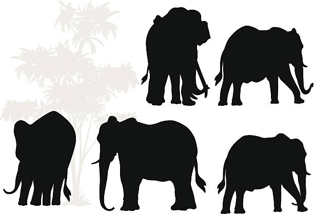 Elephant Silhouette Various Elephant Silhouette. elephant ear plant stock illustrations