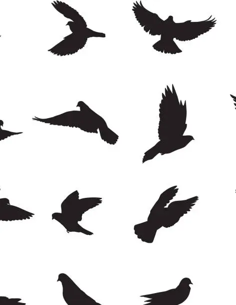 Vector illustration of Pigeons