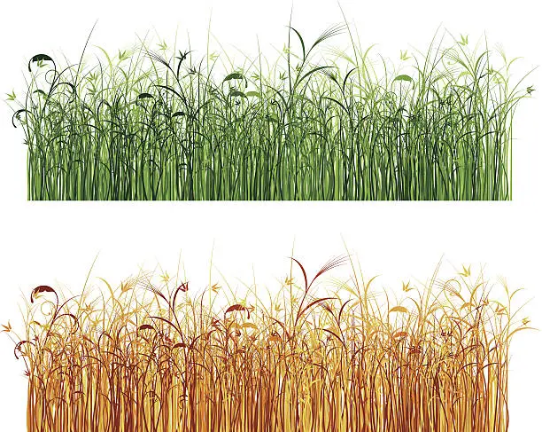 Vector illustration of reed marshes