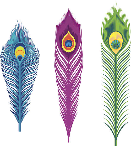 feathers vector art illustration