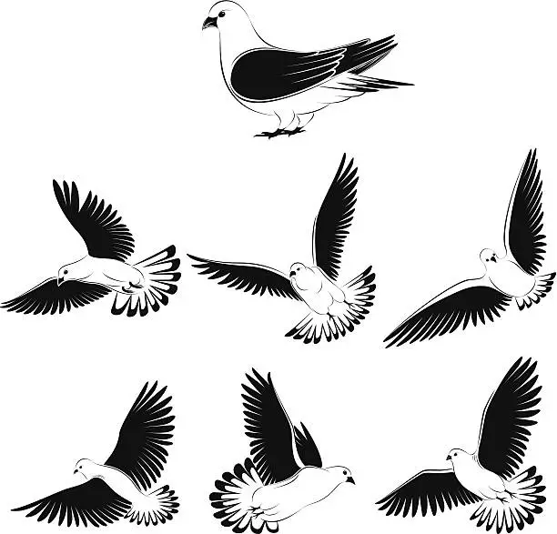 Vector illustration of pigeon