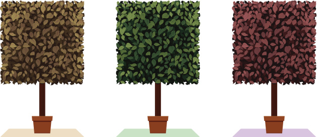 An image of cube topiary plant set.