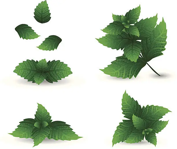 Vector illustration of Green mint leaves and a white background