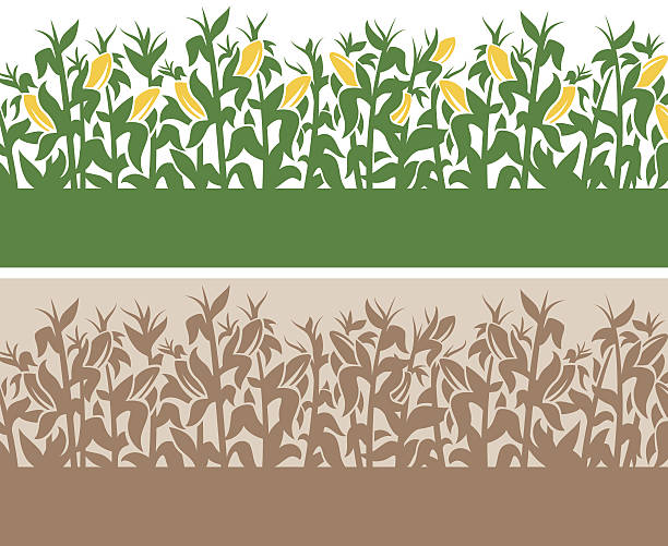 Corn Background Detailed corn-themed field border with copy space. crop plant illustrations stock illustrations