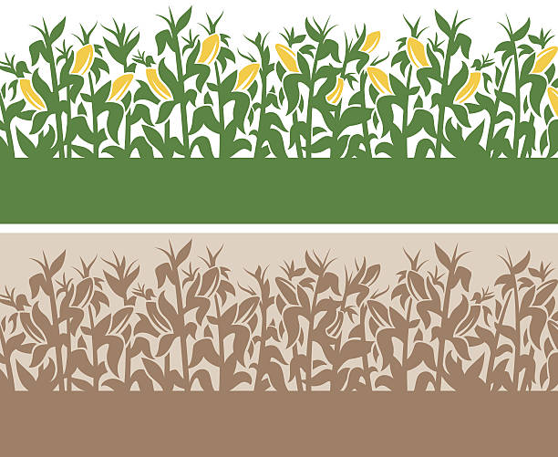 Corn Background Detailed corn-themed field border with copy space. frame outline silhouette stock illustrations