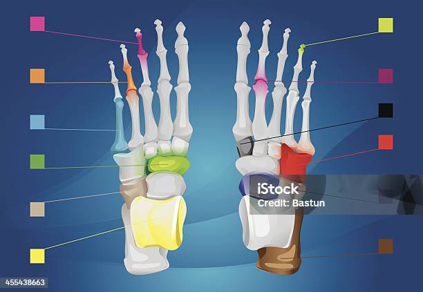 휴머니즘 발 구조 물리치료에 대한 스톡 벡터 아트 및 기타 이미지 - 물리치료, X-레이, 개념