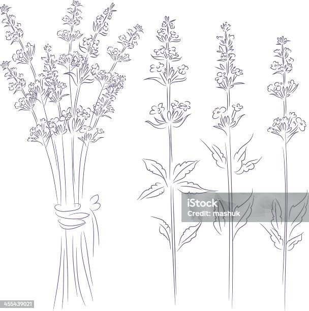 Lavender Stock Illustration - Download Image Now - Lavender - Plant, Lavender Color, Drawing - Art Product