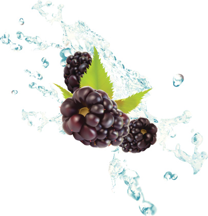 Blackberry Splash - Vector Illustration
