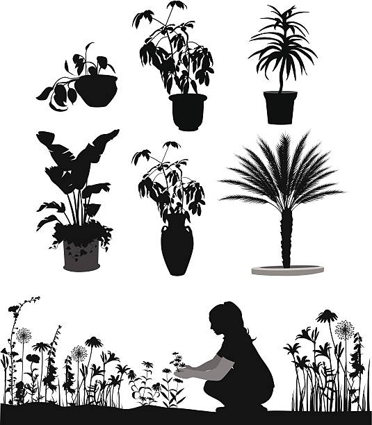 ilustraciones, imágenes clip art, dibujos animados e iconos de stock de gardenplants - focus on shadow outdoors women one person