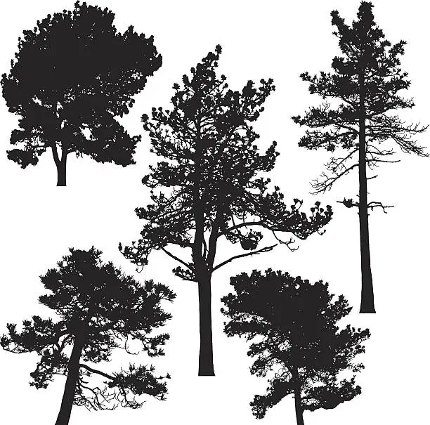 Vector illustration of Pine trees, Vector