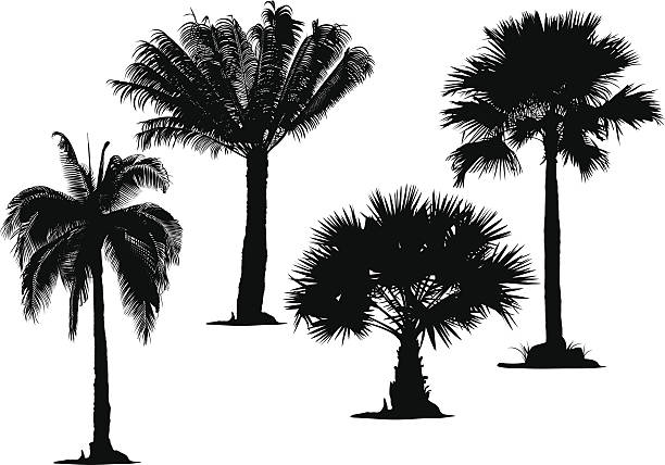 illustrations, cliparts, dessins animés et icônes de des silhouettes palm tree - palm tree leaf tree frond