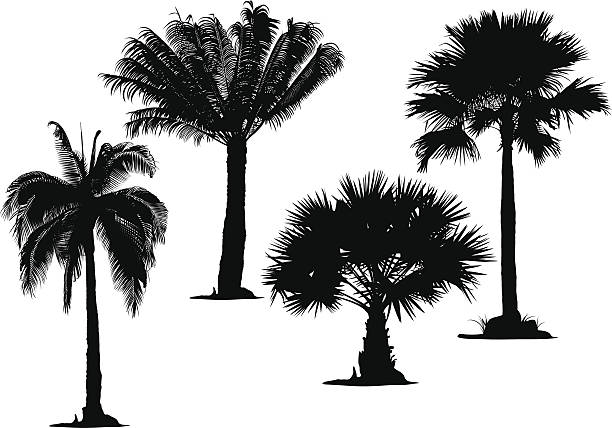 Black stylistic palm tree silhouettes on white background vector art illustration