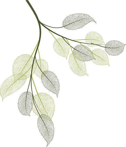 bildbanksillustrationer, clip art samt tecknat material och ikoner med spring leaves - gren plantdel illustrationer