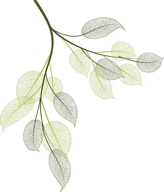 Vector illustration of spring leaves