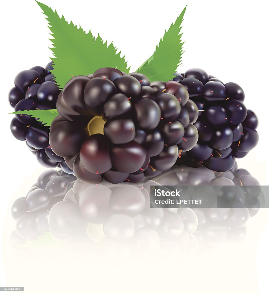 BlackBerry-Ilustração vetorial - Vetor de Amora-preta royalty-free