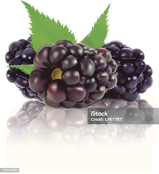 Vetores de Blackberryilustração Vetorial e mais imagens de Amora-preta - Amora-preta, Alimentação Saudável, Amora Silvestre