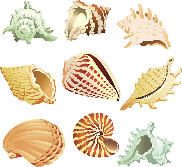 illustrations, cliparts, dessins animés et icônes de coquillages de mer tropical - sea snail