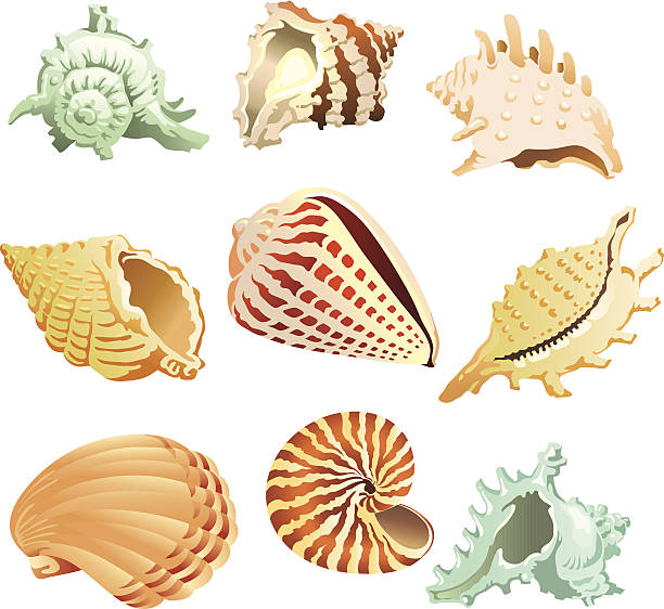 ilustrações, clipart, desenhos animados e ícones de conchas mar tropical - sea snail