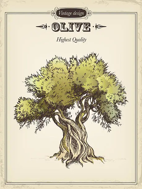 Vector illustration of Olive tree