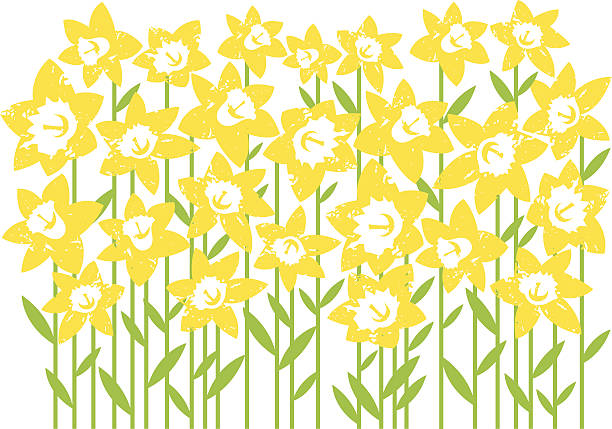 Digital artwork of a field of daffodils isolated on white vector art illustration