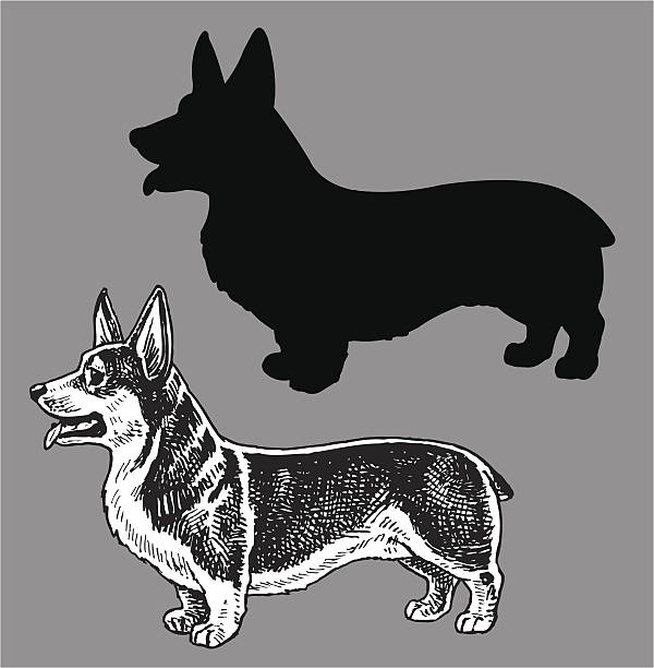 ilustraciones, imágenes clip art, dibujos animados e iconos de stock de corgi galés perro - corgi galés pembroke