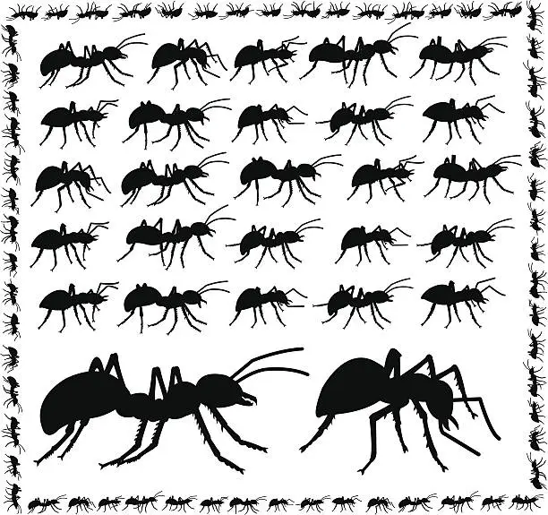 Vector illustration of Ants - Insect, Bug Frame and Background
