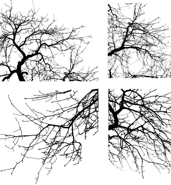 illustrations, cliparts, dessins animés et icônes de arbre branche - tree branch tree trunk leaf