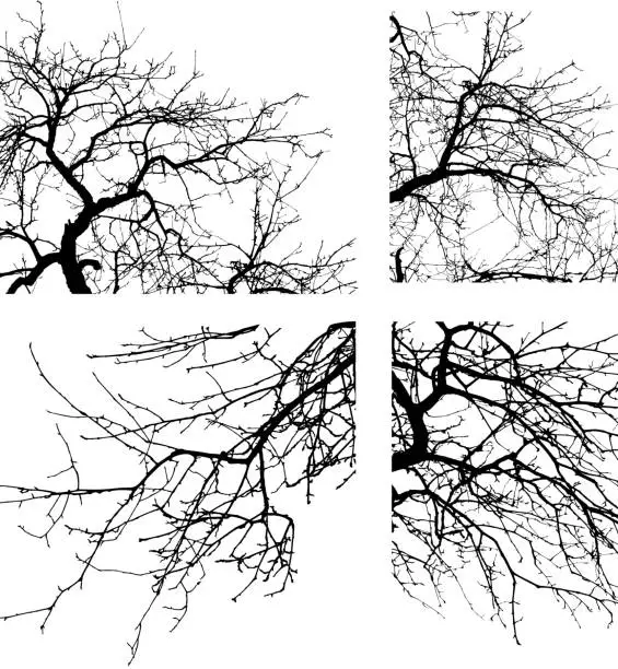 Vector illustration of Tree Branch