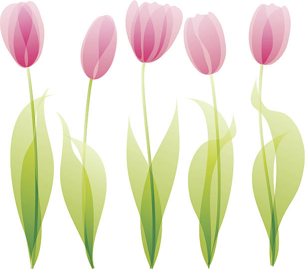 tulips EPS10 file contains transparency gradients.Easy to change color. tulip petals stock illustrations