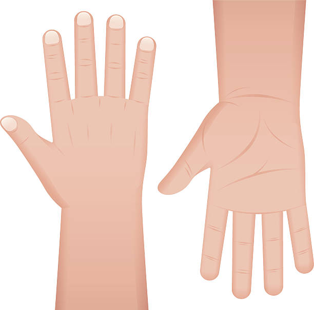 hände - human hand waving human arm high angle view stock-grafiken, -clipart, -cartoons und -symbole