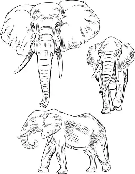 Vector illustration of Line drawing of a Elephant