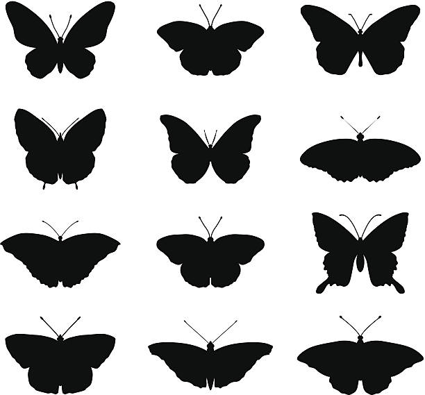 Butterfly sylwetki – artystyczna grafika wektorowa