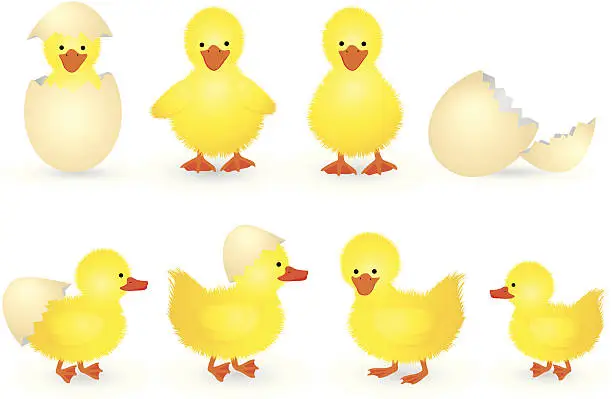Vector illustration of Duckling