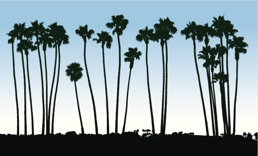 Silhouettes of palm trees in southern California. Vector illustration includes 5 individual trees and 3 groups of trees, all separate from the ground and horizon. See also: