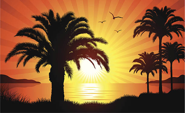 illustrations, cliparts, dessins animés et icônes de palmiers au coucher du soleil - sunspot