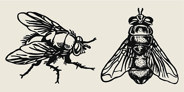 illustrazioni stock, clip art, cartoni animati e icone di tendenza di fly - fly flying housefly insect