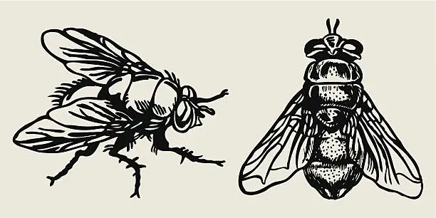 Vector illustration of fly