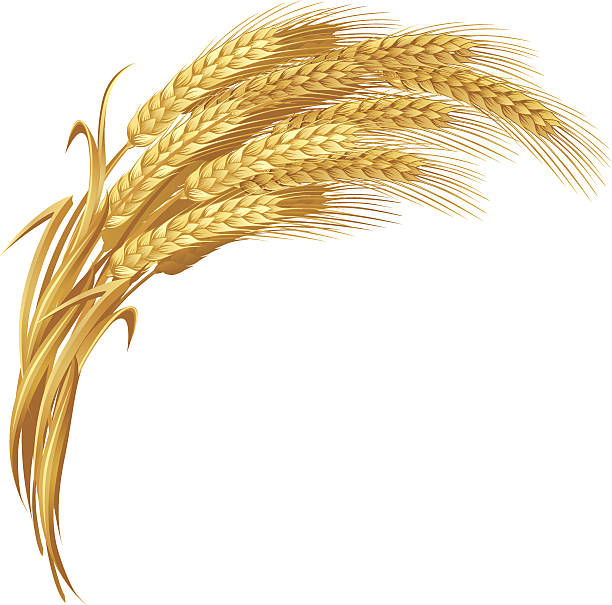 gold пшеница - homegrown produce wheat organic crop stock illustrations