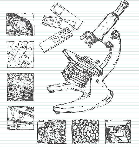 Under a microscope doodle Hand-drawn doodle sketch of a microscope, microscope slides and various close-ups of microscopic substances and tissues. Lined paper is on layer that can be easily removed. All items are grouped and on layers for easy adjustment. XL 5000x5000 jpeg included. volvox stock illustrations