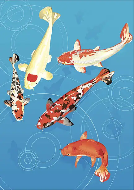 Vector illustration of Koi fish