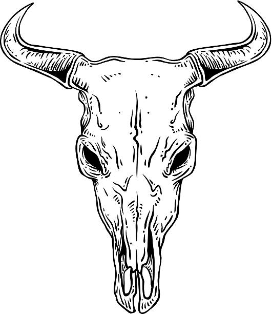 Steer Skull Outline vector art illustration