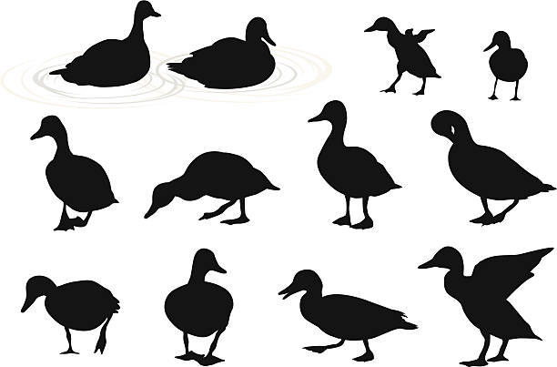 lake ducks vector silhouette - ördek su kuşu stock illustrations