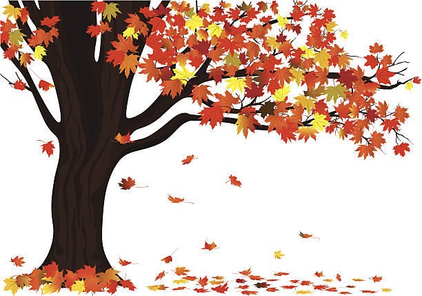 illustrazioni stock, clip art, cartoni animati e icone di tendenza di autunno acero su bianco - maple tree illustrations