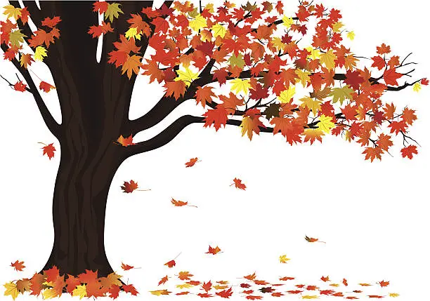 Vector illustration of Autumn Maple Tree on White