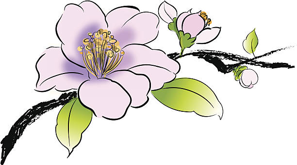 camellia flowers vector art illustration