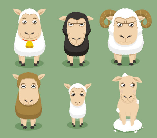 illustrations, cliparts, dessins animés et icônes de moutons ambiance série avec six différents sheeps - shaved sheeps