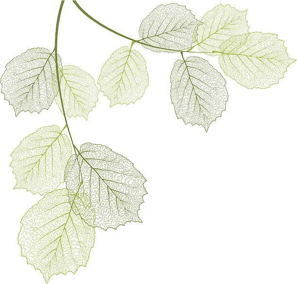 Vector illustration of Green leaf